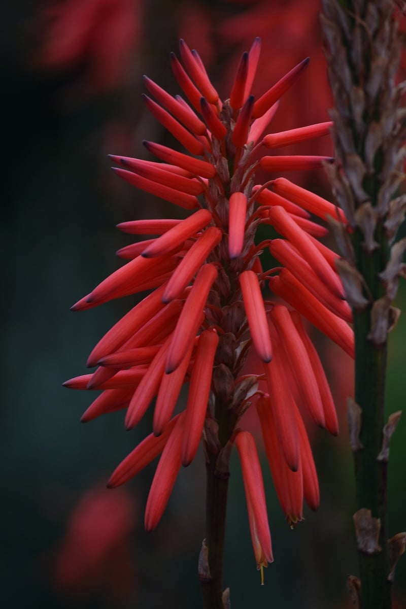 Drought-resistant Picks