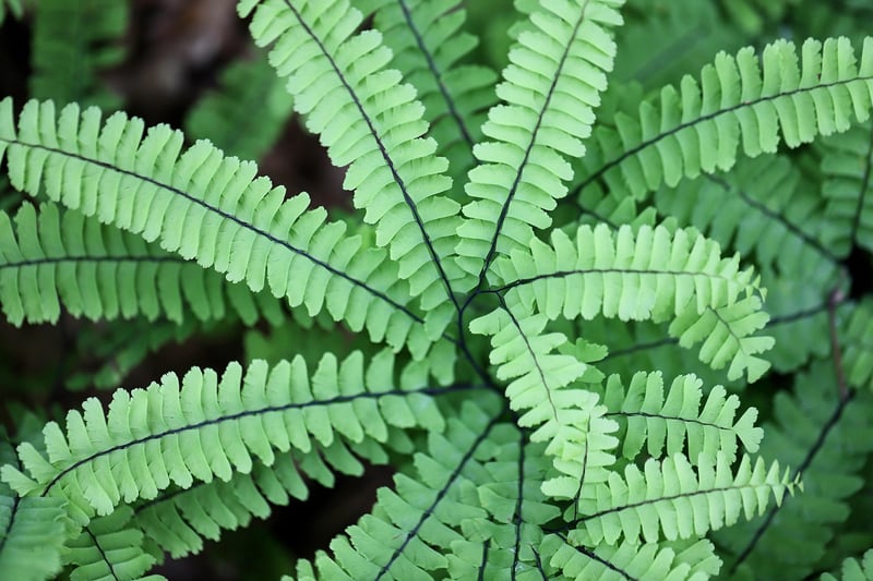 Maidenhair Fern