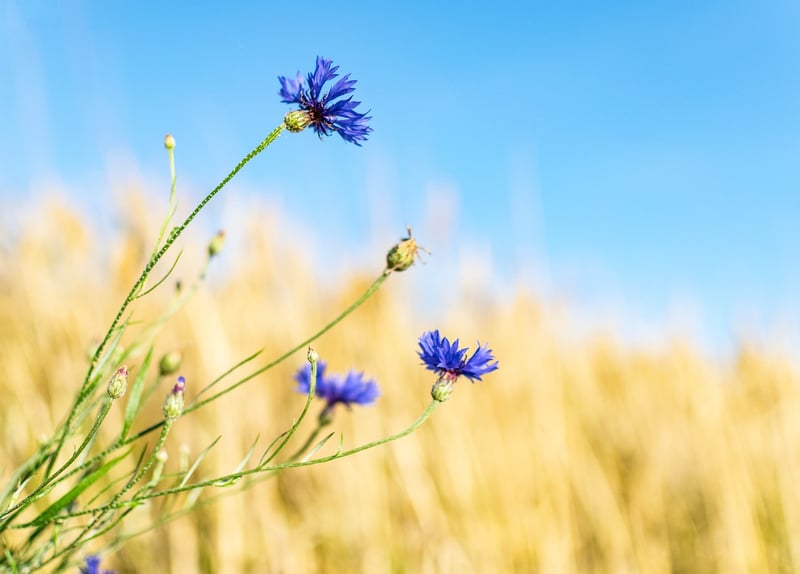 Wildflower Garden